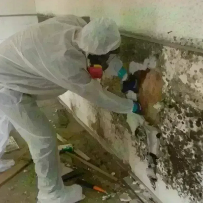 Mold Remediation and Removal in Barnwell County, SC